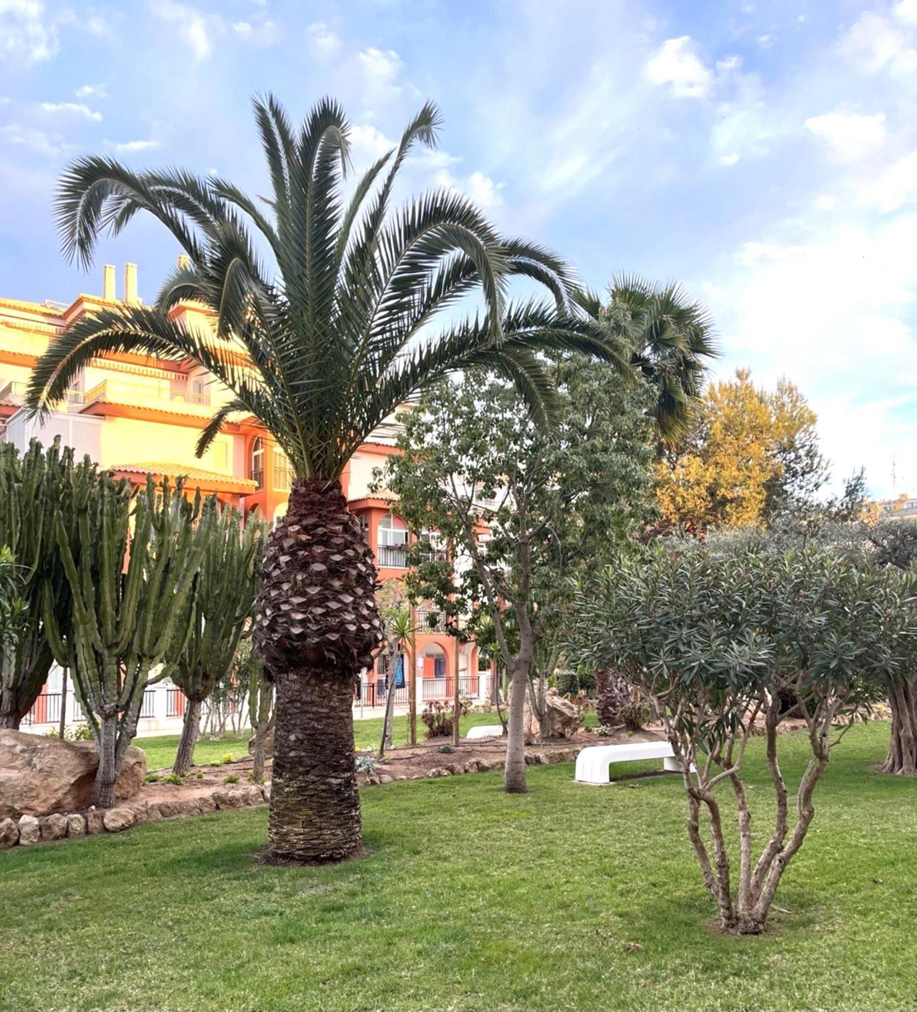 Grace Daire Torrevieja Dış mekan fotoğraf